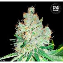 Bulk Seed Bank Cheese 5 db