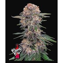 Fast Buds Cherry Cola 2db