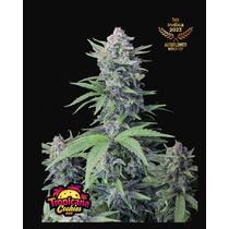 Fast Buds Tropicana Cookies 2db