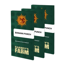 Barney's Farm Banana Punch 38.-€-tól