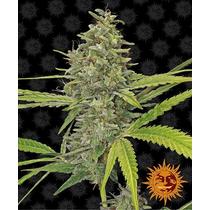 Barney's Farm G13 Haze 30.- €-tól