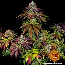 Barney's Farm Mimosa EVO 35.- €-tól