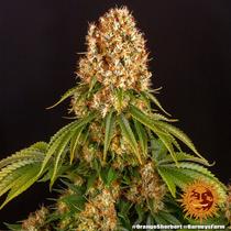 Barney's Farm Orange Sherbert 32.- €-tól