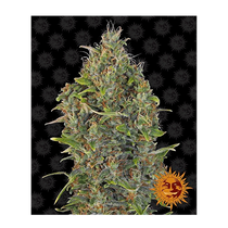 Barney's Farm Critical Kush Auto 25.- €-tól