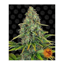 Barney's Farm Blueberry Cheese Auto 27.- €-tól
