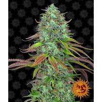 Barney's Farm LSD Auto 30.-€-tól