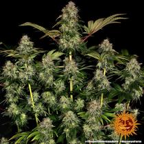 Barney's Farm Tangerine Dream Auto 25.-€-tól