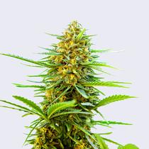 Bulk Seed Bank Auto Banana Monkey 17,5.-€-tól