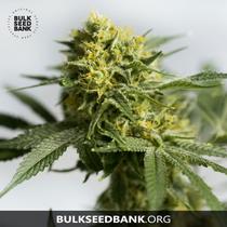 Bulk Seed Bank Auto BIGGER BUD 17,5.-€-tól