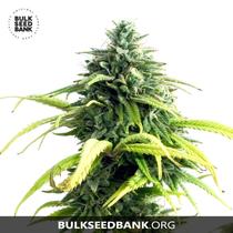 Bulk Seed Bank Auto LIME SKUNK 17,5.-€-tól