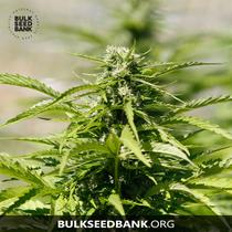 Bulk Seed Bank Auto MAZAR EXTRA 17,5.-€-tól