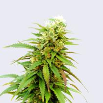 Bulk Seed Bank Auto Zkittly Zi Zi 17,5.-€-tól