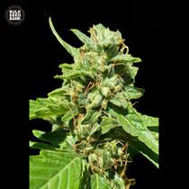 Bulk Seed Bank CBD Sativa King 5 db