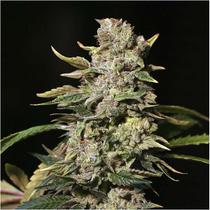 Eva Seeds TNT Kush  6 db