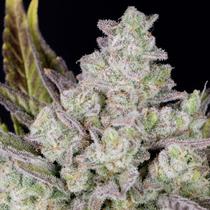 FastBuds Gorilla Cookies Auto 13.- €-tól