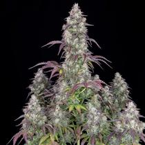 FastBuds Lemon Pie Auto 