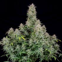 FastBuds Forbidden Runtz 13,- €-tól