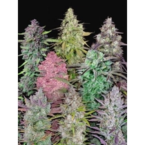 Fast Buds Mix Pack Auto