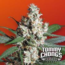Paradise Seeds Chongs Choice L.A. Amnesia 26.- €-tól