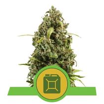 Royal Queen Seeds Diesel Auto 21,50.-€-tól