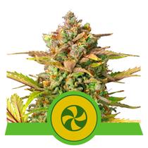 Royal Queen Seeds Sweet ZZ Auto 25.-€-tól