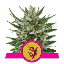 Royal Queen Seeds Speedy Chile (Fast Flowering) 10 db
