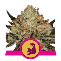 Royal Queen Seeds HulkBerry 29.-€-tól