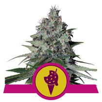 Royal Queen Seeds Cookies Gelato 3 db