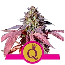 Royal Queen Seeds Purple Queen 20.-€-tól