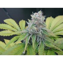 Seedsman Jack Herer Fast 5 db
