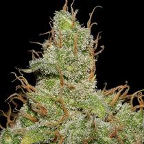 Seedsman Jack Herer 5 db