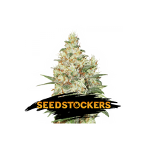 Seedstockers O.G. Kush Autoflower 15,97,- €-tól