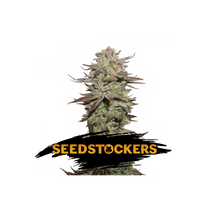 Seedstockers Sticky Fingers Autoflower 39,95,- €-tól