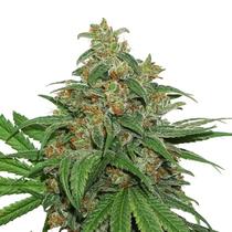 Seedstockers AK 420 25 db