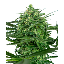 Sensi Seeds Sensi Amnesia 25,- €-tól