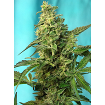 Sweet Seeds Green Poison F1 Fast Version 5 db