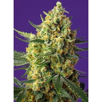 Sweet Seeds Crystal Candy XL Auto 3 db