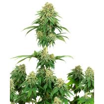 Sensi Seeds Girl Scout Cookies 18,5.- €-tól