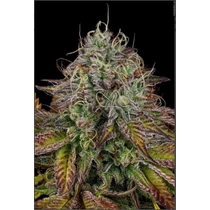 Paradise Seeds Apricot Candy 3 db 