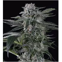 Silent Seeds Moby Dick Auto 3 db