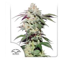 Dutch Passion Skywalker Haze 5db