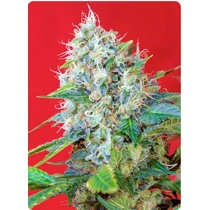 Sweet Seeds Green Poison 5 db 