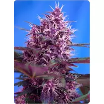 Sweet Seeds Red Poison Auto 5 db 