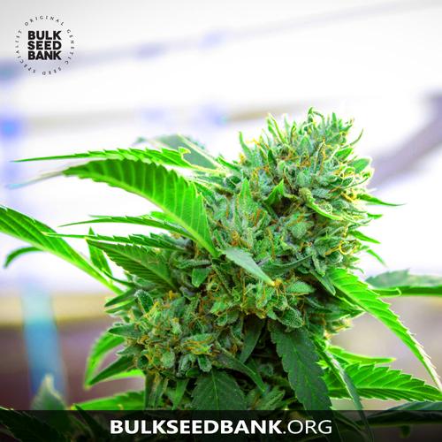 Bulk Seed Bank Auto Watermelon Jam 17,5.-€-tól