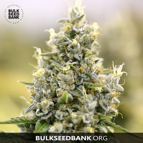 Bulk Seed Bank Auto AMNESIA HAZE 5 db