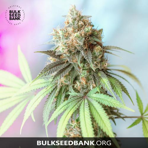 Bulk Seed Bank BIGGER BUD 10 db