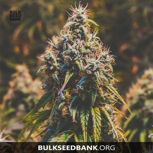 Bulk Seed Bank MOBY BIG 10 db