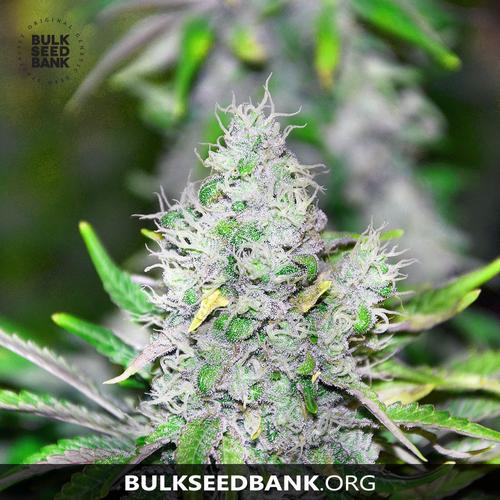 Bulk Seed Bank SPECIAL LIME HAZE 10 db
