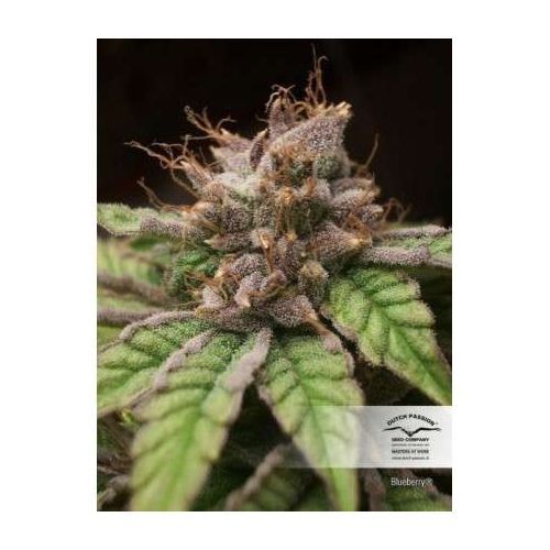 Dutch Passion Seed Company Blueberry  5 db