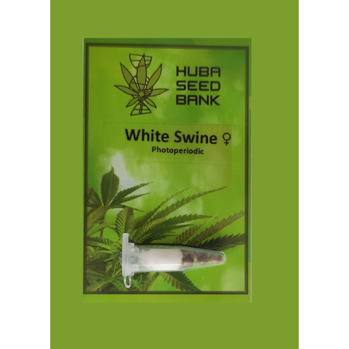 Huba Seed Bank White Swine 5 db